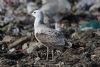 Caspian Gull at Private site with no public access (Pete Livermore) (72574 bytes)